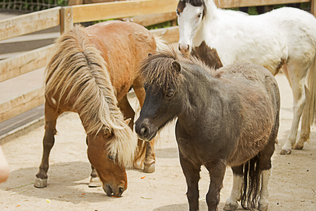 Shetland Pony(Horse, 세틀랜드 포니)