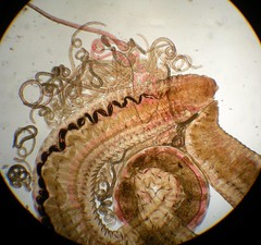 Cirriformia tentaculata