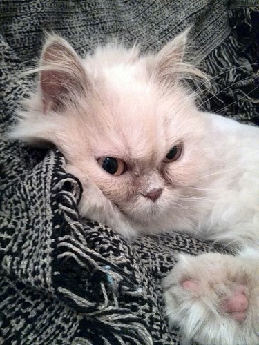 Alba, gata persa vainilla esterilizada de ojos cobrizos nacida en 2011, necesita un hogar. Valencia. ADOPTADA. 14370073577_06fa720814