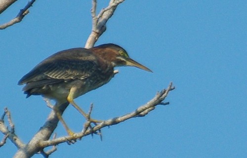 One of three Green Herons seen on a high perch - York River State Park