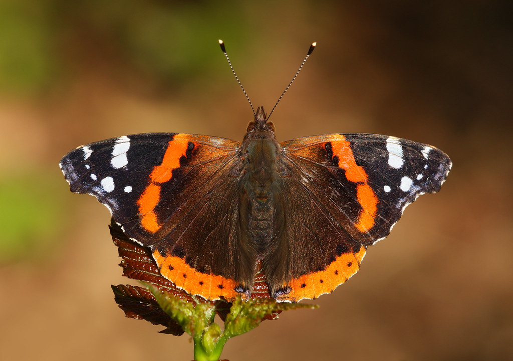 Red Admiral, Friston Forest