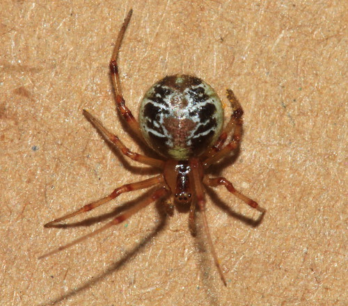Theridion sisyphium