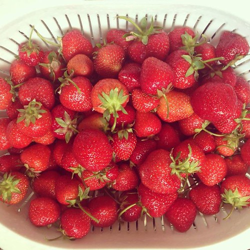 strawberries, strawberry picking, fresh strawberries