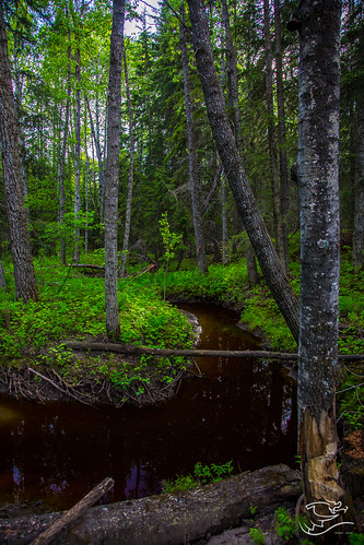trees brown canada green forest landscape stream alberta drewmayphotography