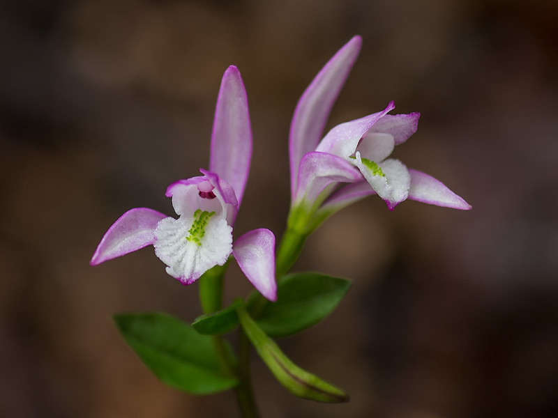 Three-birds orchid