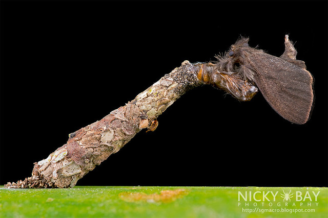 Bagworm Moth (Psychidae) - DSC_9931