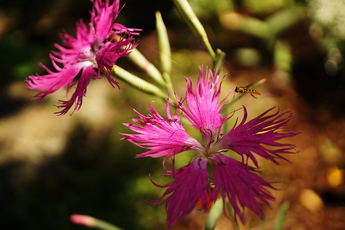 Bee&Flower