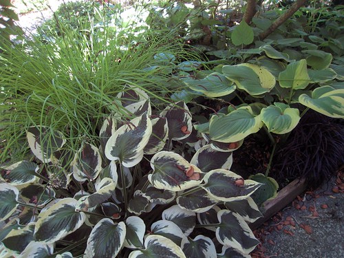 Hosta bed - 'Patriot' and 'Fragrant Bouquet'