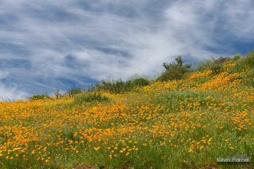 lakeelsinore california hills green flowers wildflowers bloom blooming poppies orange grass march spring sunny sunshine blue sky clouds nikond750 tamron2470mmf28 walkercanyon