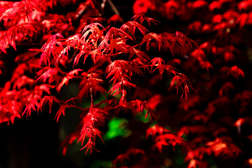 2017 spring april japan tokyo meguro meguroward city street outdoor temple landscape nature plant tree leaf maple red macro bokeh nikon d7000 sigma 1770mm f284 dc os hsm sigma1770mmf284dcmacrooshsm nikonclubit