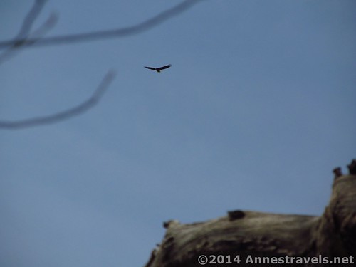 A bald eagle soars over Irondequoit Bay, Abraham Lincoln Park, Webster, New York