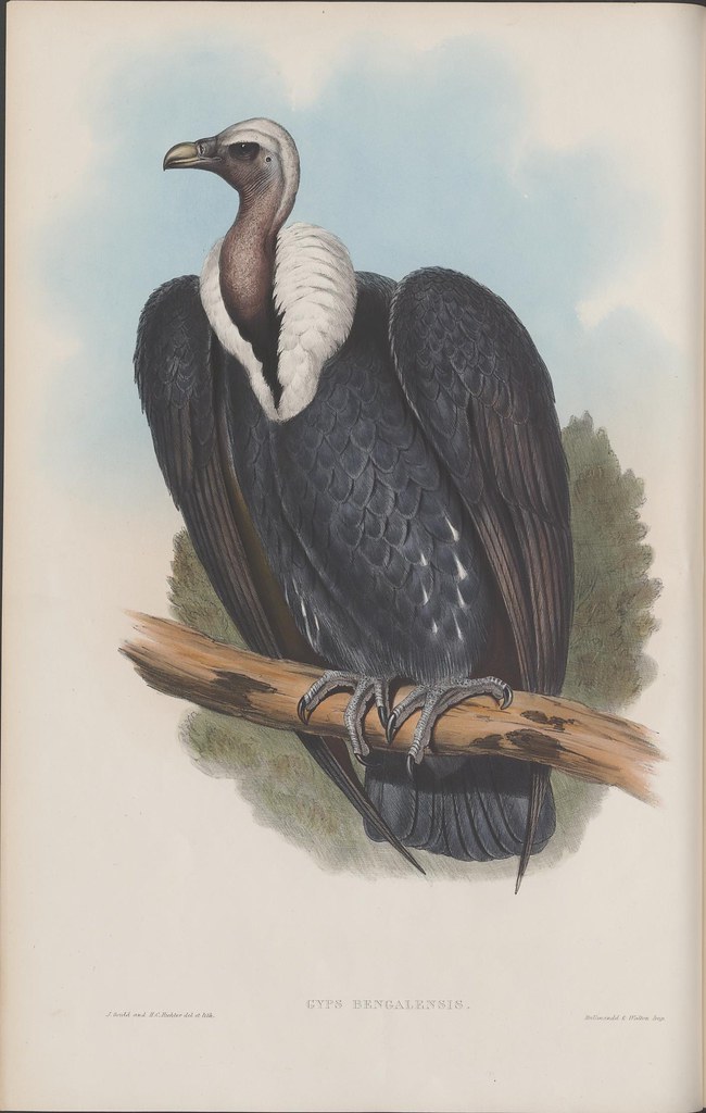book sketch of large roosting black vulture with white shoulders