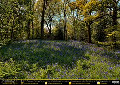 Bluebell Clearing