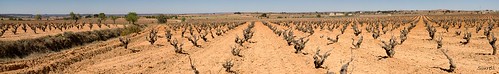 field vineyard vines panoramic panoramica campo viñas viñedo