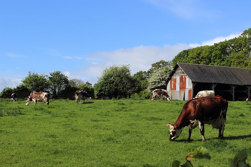 vache cow pré yprevillebiville normandie france verdure herbe grass champs field canon 600d 1855mm stephanexpose