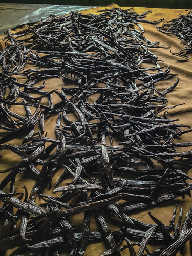 africa vanilla agriculture drc 2014 kivu democraticrepublicofthecongo northkivu nzenga