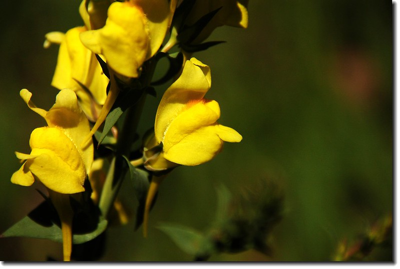 Toadflax(Butter and Eggs) 2