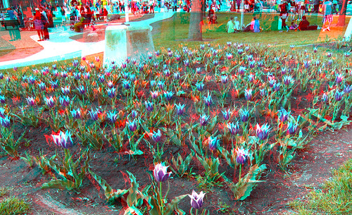 stereoscopic stereophoto anaglyph iowa tulipfestival anaglyphs orangecity redcyan 3dimages 3dphoto 3dphotos 3dpictures stereopicture