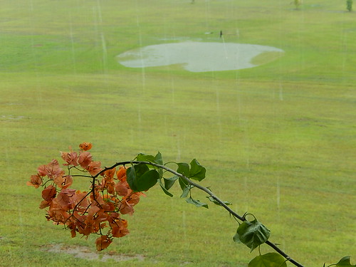 flowers pool rain view bouganvillea thorns novotel nadi