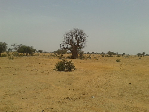 Arid drylands landscape near Niassante, Senegal