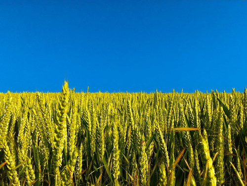 blue sky green nature field landscape wheat vert bleu paysage blé