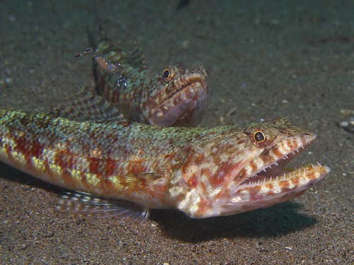 深海的合齒魚科魚類。（來源：維基百科）