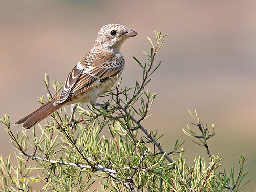aves pájaros común alcaudón insectívoros