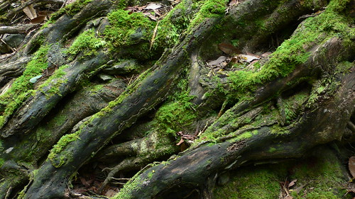 green japan lumix stream panasonic fukuoka 福岡 iizuka mountainstream dmclx1 飯塚 yagiyama 八木山 八木山渓流公園
