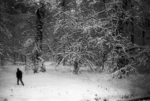 wood trees winter lake snow night forest walking landscape woods hungary walk branches through balaton hongrie