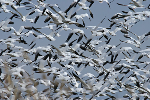 snowgeesewings birdsfortboisemigration