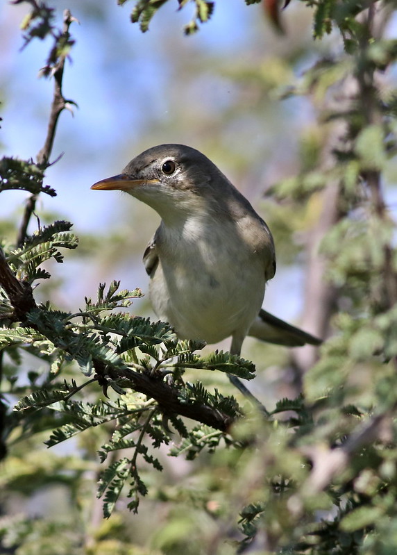 Olive-tree warbler, Hippolais olivetorum, at Zaagkuildrift Road near Kgomo Kgomo, Limpopo, South Africa