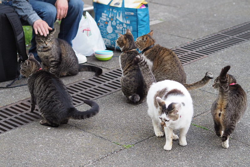 東池袋中央公園の猫。ご飯を待つキジ虎1号、2号、3号、4号、茶キジ、キジブチ。