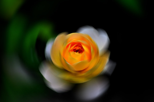 DSC_0212_018 Dazzling rose