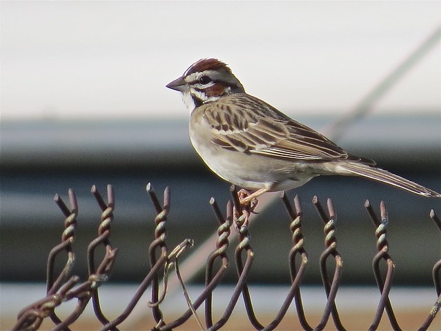 Lark Sparrow at El Paso Sewage Treatment Center in Woodford County, IL 01