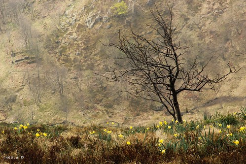 wild mountain france nature montagne landscape spring daffodil paysage printemps vosges sauvage jonquille