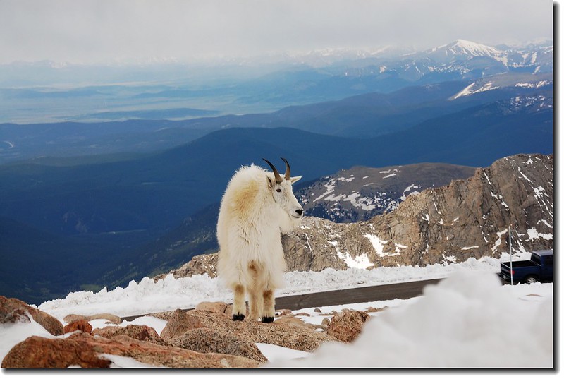 Mountain goats 6