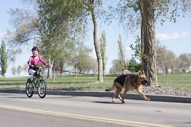 My 8-year old daughter's first time bikejoring with Nara, our GSD! 14142745346_2bbfd32b1c_c