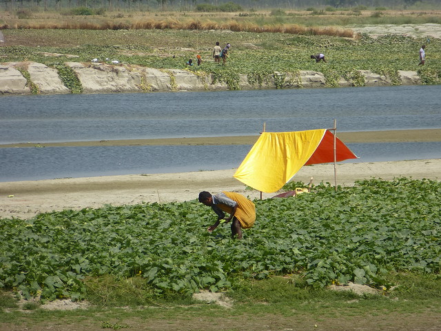 Man harvesting cucumbers, the river in the background