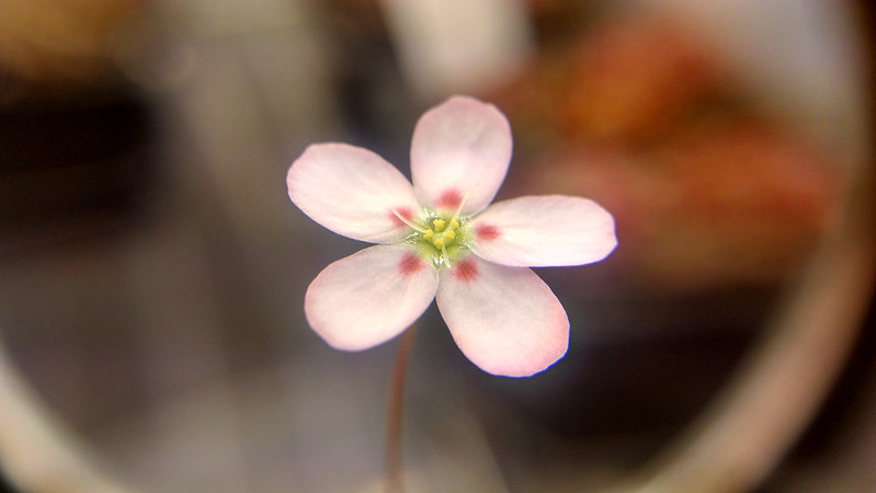 Drosera helodes flower up close.
