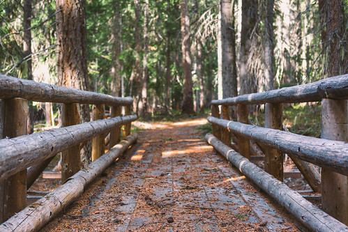 bridge nature forest canon dof depthoffield shade pacificnorthwest washingtonstate pnw canonef2470mmf28lusm canoneos5dmarkiii