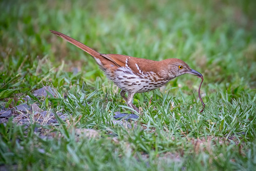 brownthrasher canon6d