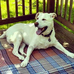 Warm enough to lounge on the porch, and his humans are home all day... Yup, Zeus is one happy camper! #dogstagram #instadog #seniordog #happydog #BestDogEver