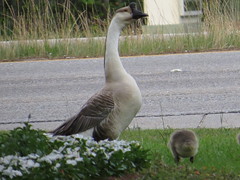 Swan Goose - Louisiana by SpeedyJR