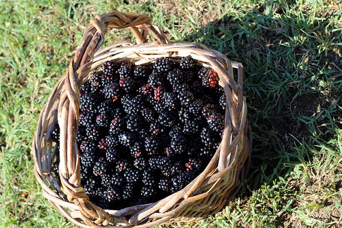 Blackberries 6