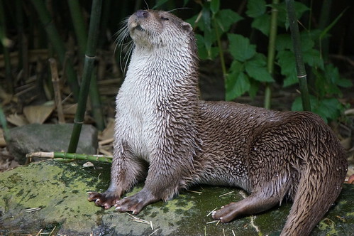 a river otter sits on a mossy rock amongst greenery. Her head is held high and her eyes half-shut, as though she is looking down her nose at someone.