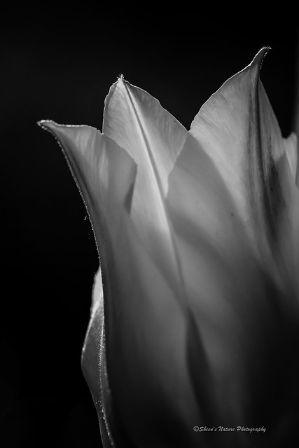 Tulip's Profile