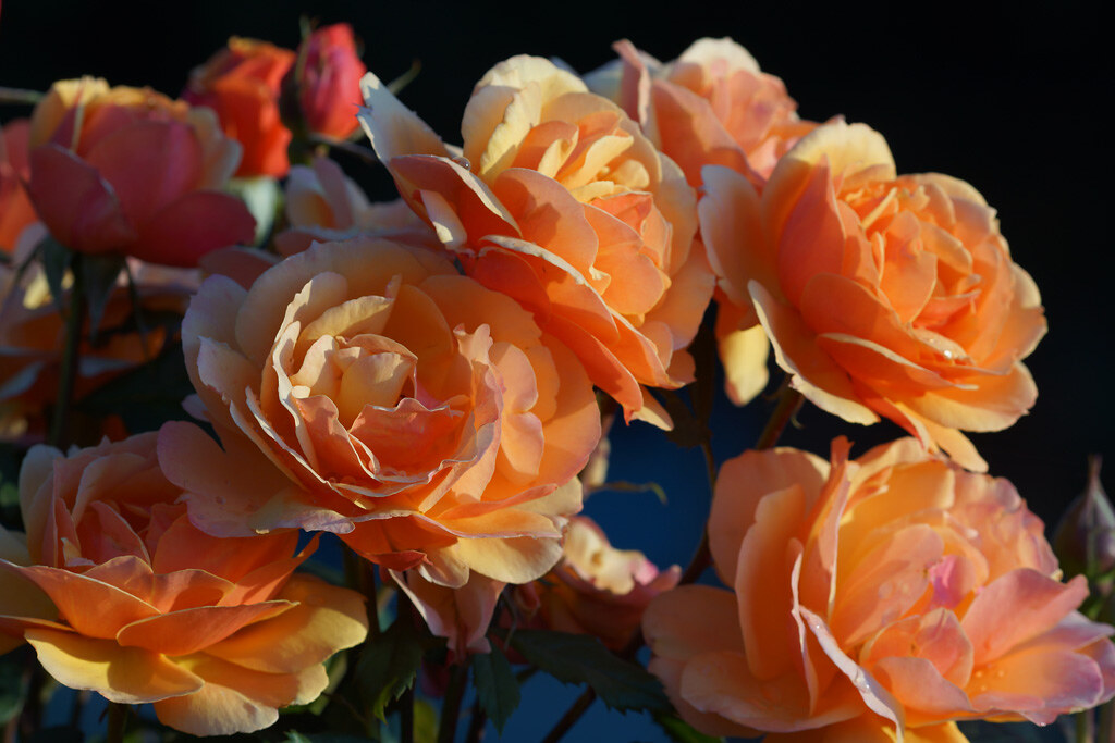 140624 112 Orange Rose Cluster Longmont Ed1 Ptshp Sony Nex Flickr