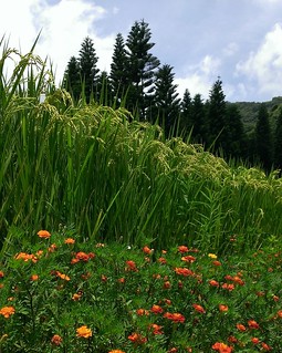 水稻田埂種植菊科植物營造天敵的家（圖片來源：花蓮農改場）