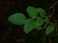 common hackberry 