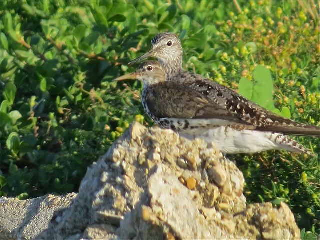 Spotted Sandpiper and Lesser Yellowlegs at the Gridley Wastewater Treatment Ponds in McLean County, IL 01